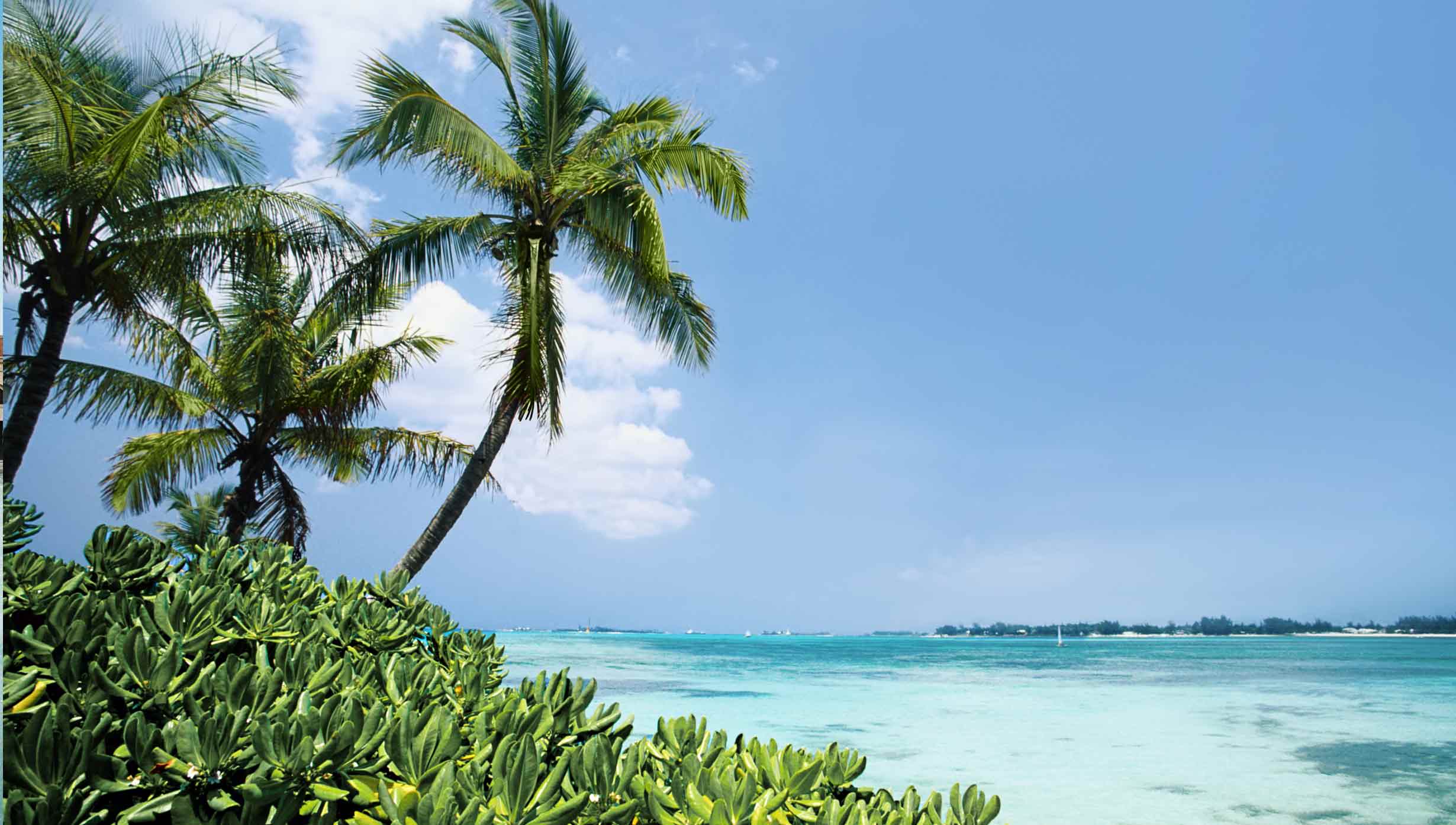 Tropical island with palm trees and turquoise waters \| MSC Cruises