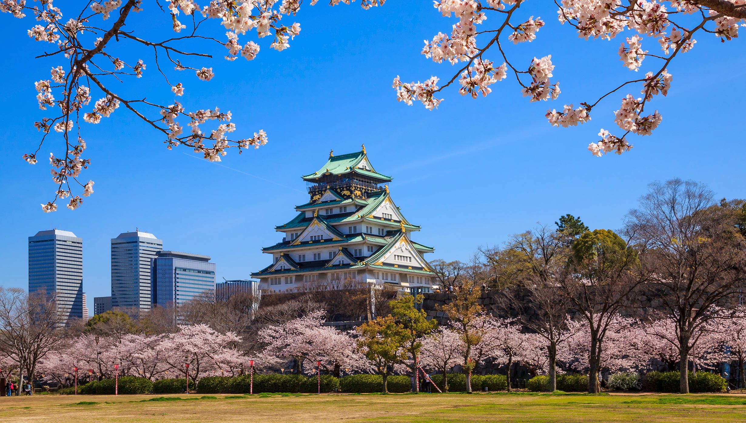 Evo japan 2024 сетка. Video japan 2024. Evo japan 2024 games. Гора фудзияма и сакура. Evo japan 2024 games.